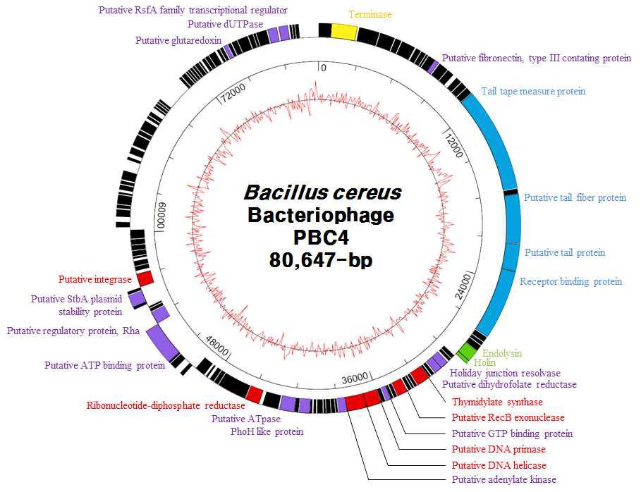 Complete genome analysis of B. cereus bacteriophage PBC4