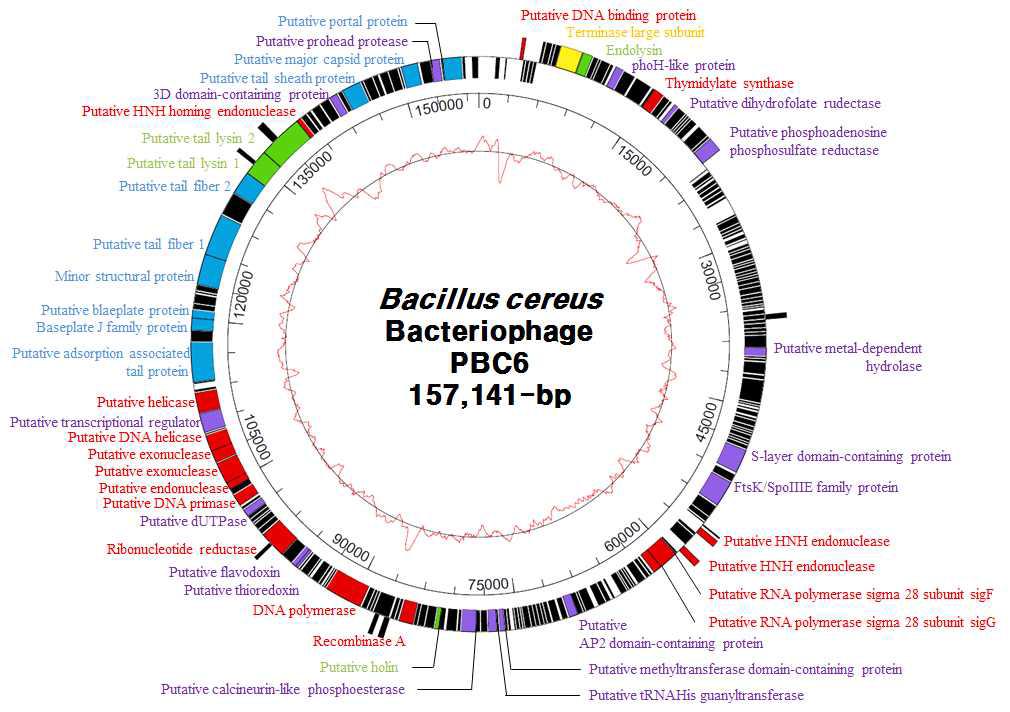 Complete genome analysis of B. cereus bacteriophage PBC6