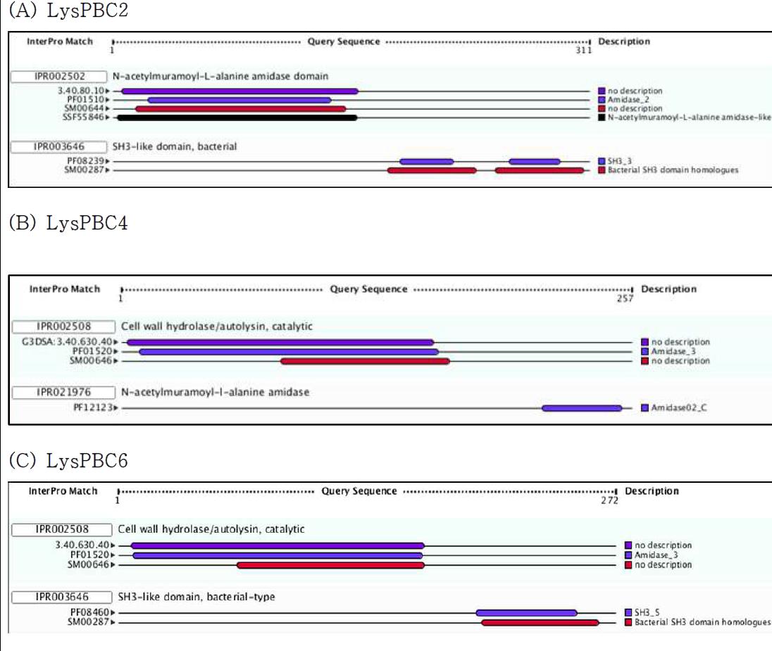 InterProScan 프로그램을 이용한 B. cereus phage endolysin의 domain 예측 결과