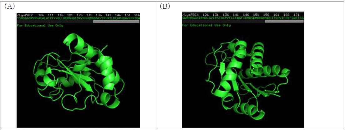 Endolysin의 3차 구조 예측. (A) LysPBC2, (B) LysPBC4