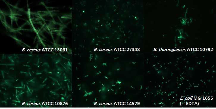 EGFP_PBC2_CBD의 binding assay 결과