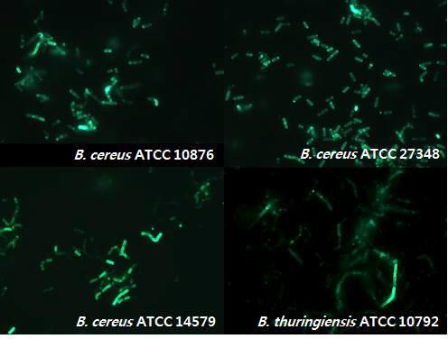 EGFP_PBC4_CBD의 binding assay 결과