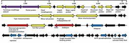 Complete genome analysis of S. aureus bacteriophage SA96