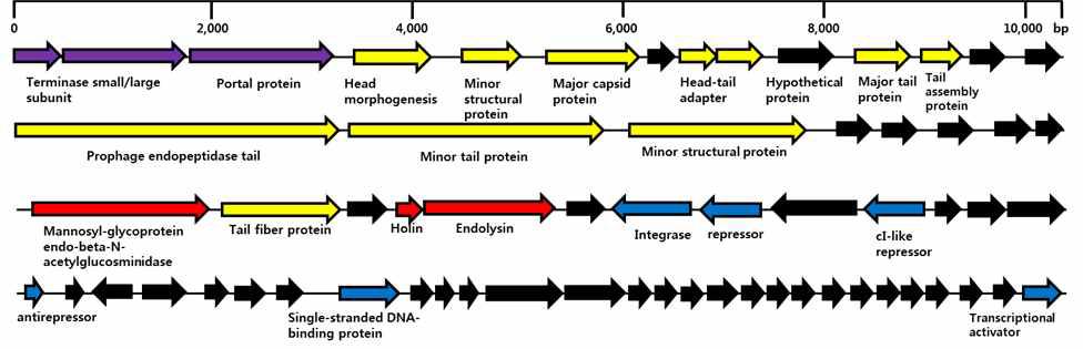 Complete genome analysis of S. aureus bacteriophage SA98