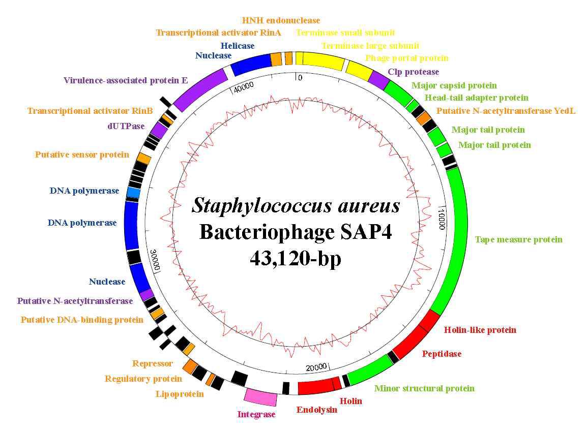 Complete genome analysis of S. aureus bacteriophage SAP4