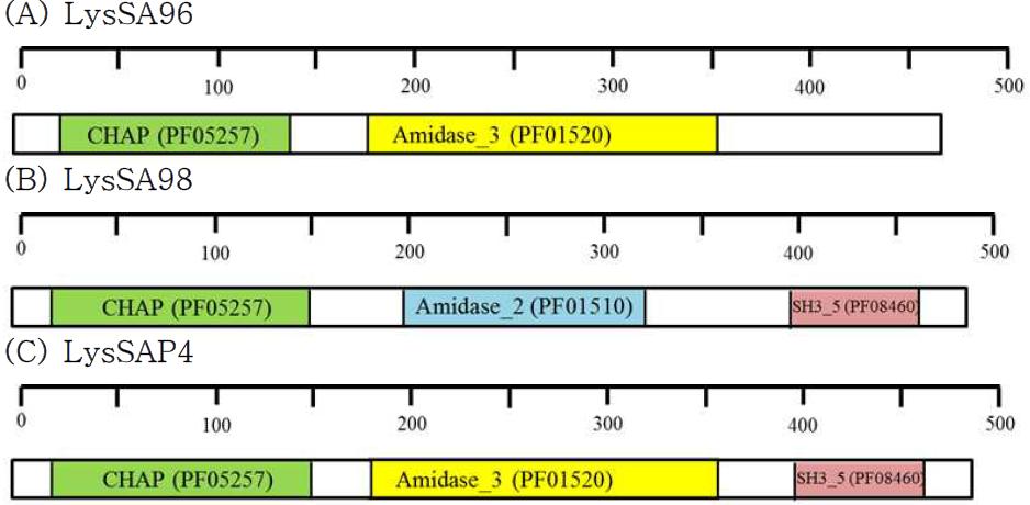 InterProScan 프로그램을 이용한 S. aureus phage endolysin의 domain 예측 결과