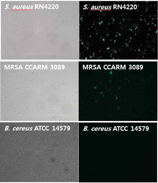 EGFP_SA96_CBD의 binding assay 결과