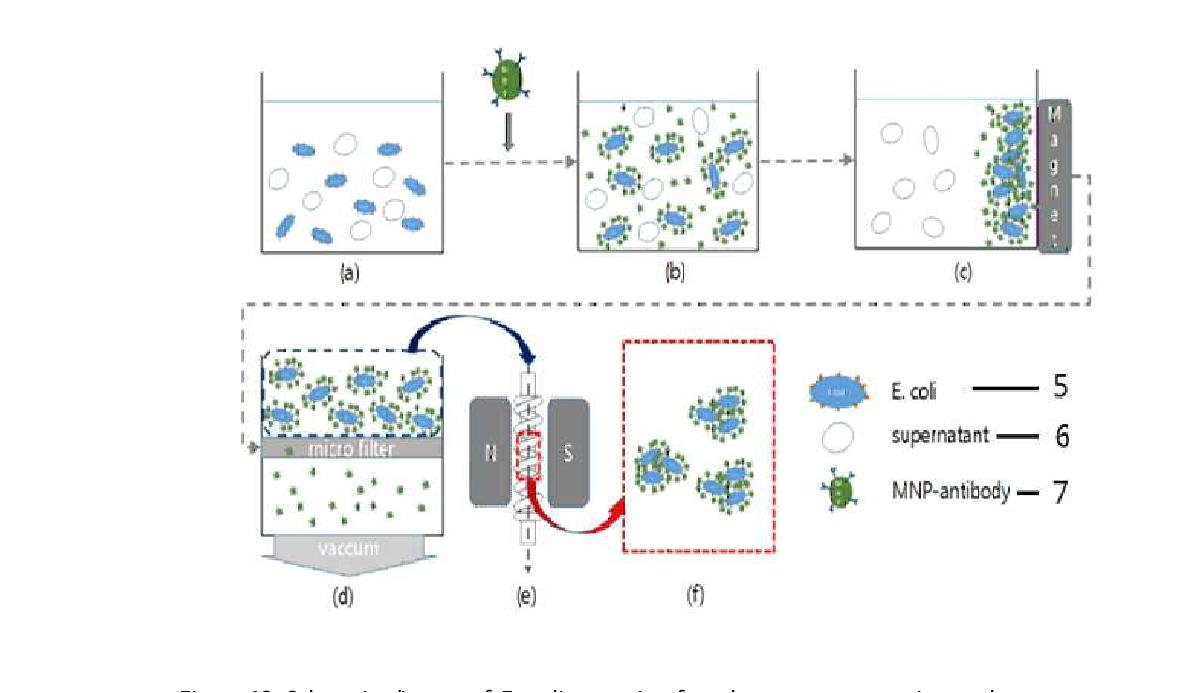 Schematic diagram of E. coli separation from heterogeneous aquatic sample.