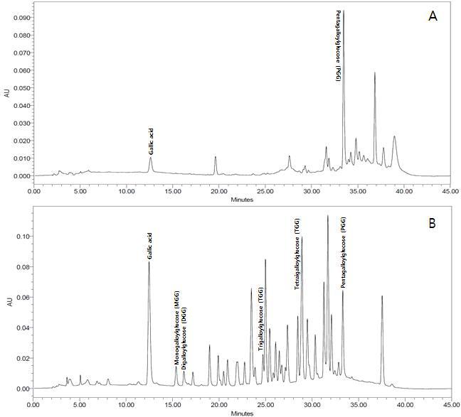 HPLC 분석을 통한 PGG의 변화 조사