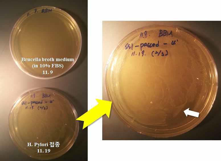 Culture and clone in brucella broth medium of Helicobacter pylori