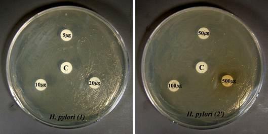 Antimicrobial activity of Rhus verniciflua Stokes. extracts against Helicobacter pylori by disc method.