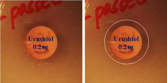 Antimicrobial activity of Urushiol against Helicobacter pylori by disc method.