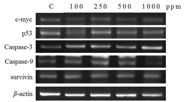 The effect of bark and lignum mixture fermented Rhus verniciflua on the levels of anticancer factors mRNA expression by PCR in AGS human gastric cancer cells.