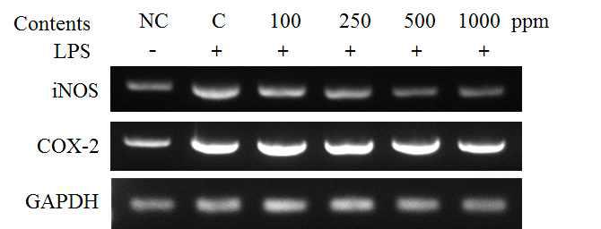 The effect of 100% bark fermented Rhus verniciflua on the levels of inflammatory factors mRNA expression by PCR in the LPS-stimulated RAW 264.7 cells