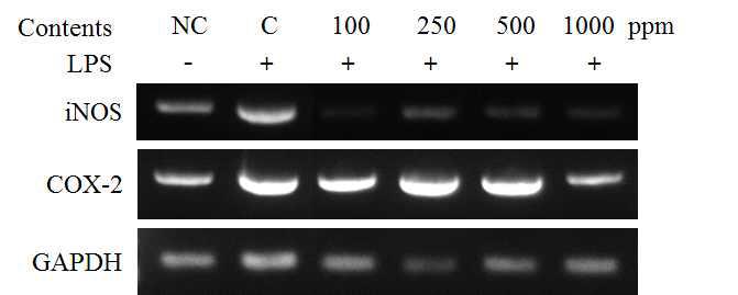 The effect of bark and lignum mixture fermented Rhus verniciflua on the levels of inflammatory factors mRNA expression by PCR in the LPS-stimulated RAW 264.7 cells.