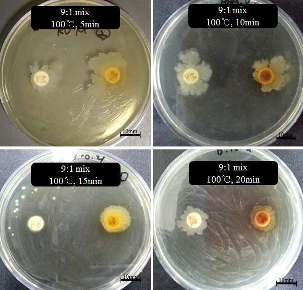 Antimicrobial activity using different heating time treatments at fermented Rhus verniciflua against Helicobacter pylori by disc method.