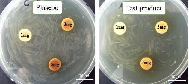 Antimicrobial activity of test product using fermented Rhus verniciflua against Helicobacter pylori by disc method.
