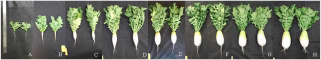 생육단계에 따른 가을무 품종 ‘서호골드’ 생장 변화. A-H:파종 2주부터 9주 후 식물체.