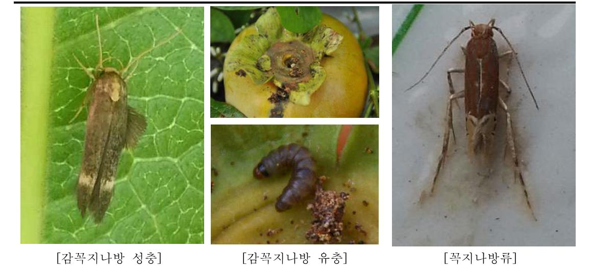 감꼭지나방 유충, 성충과 피해과일