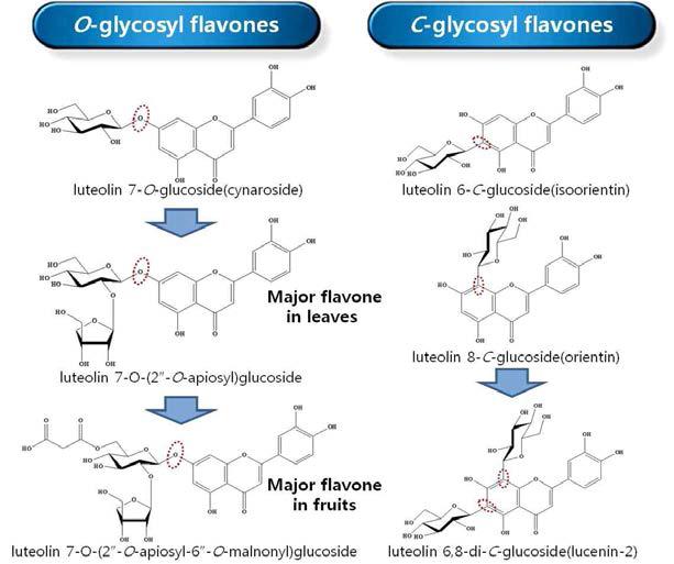 고추자원으로부터 플라본의 O- 및 C- 배당체 화합물 합성패턴 모식도