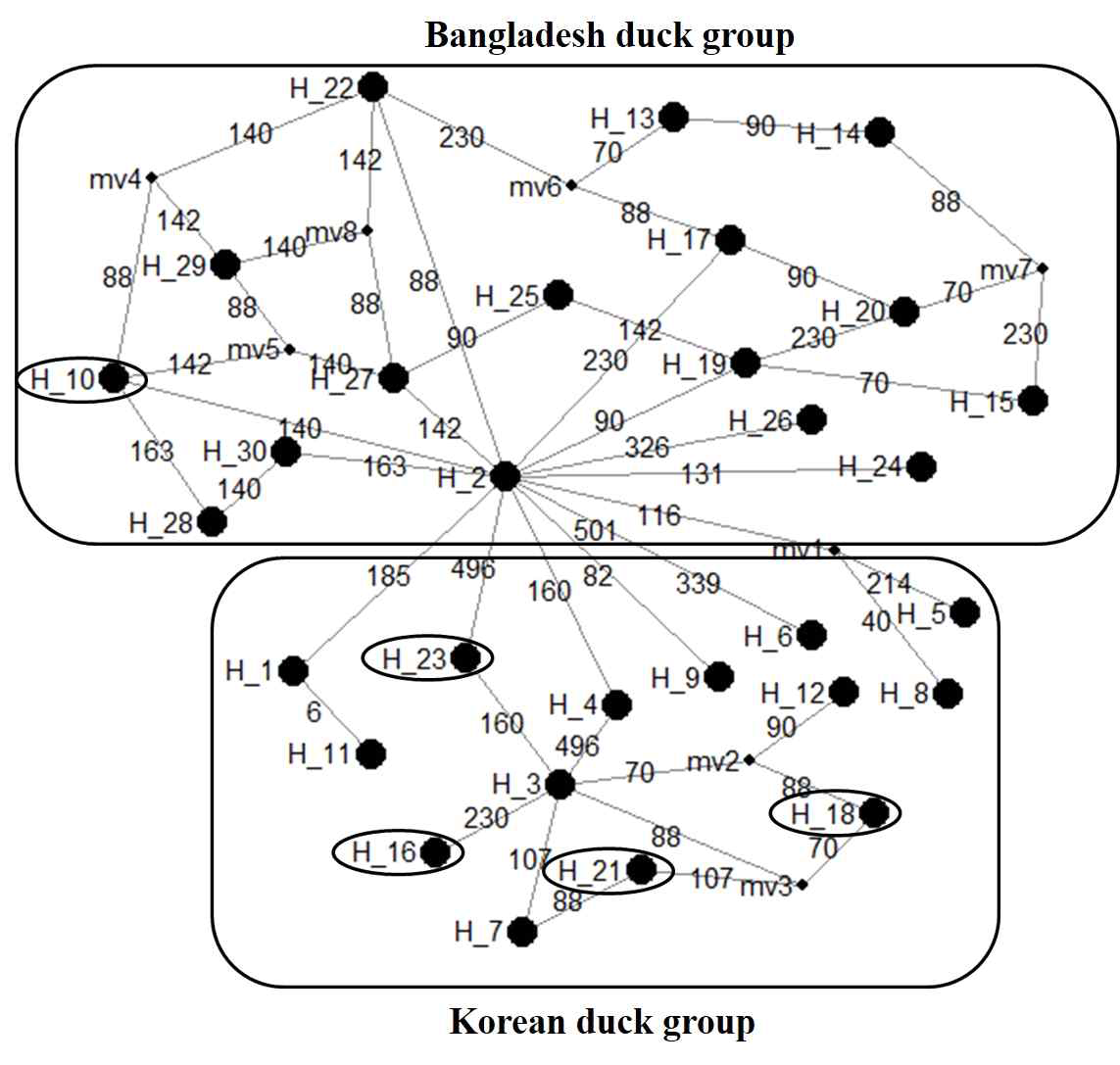 Median-joining network profiles of D-loop regions among the duck breeds.
