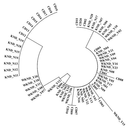 Unrooted Neighbor-Joining (NJ) phylogenetic tree constructed using all sequences from the duck breeds in Korea.