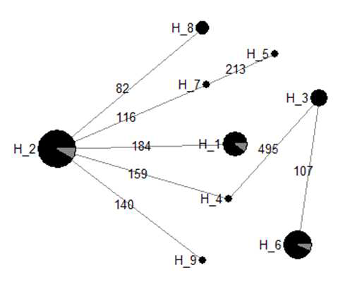 Phylogenetic relationships for the Korean native ducks and commercial ducks using haplotypes in D-loop region.