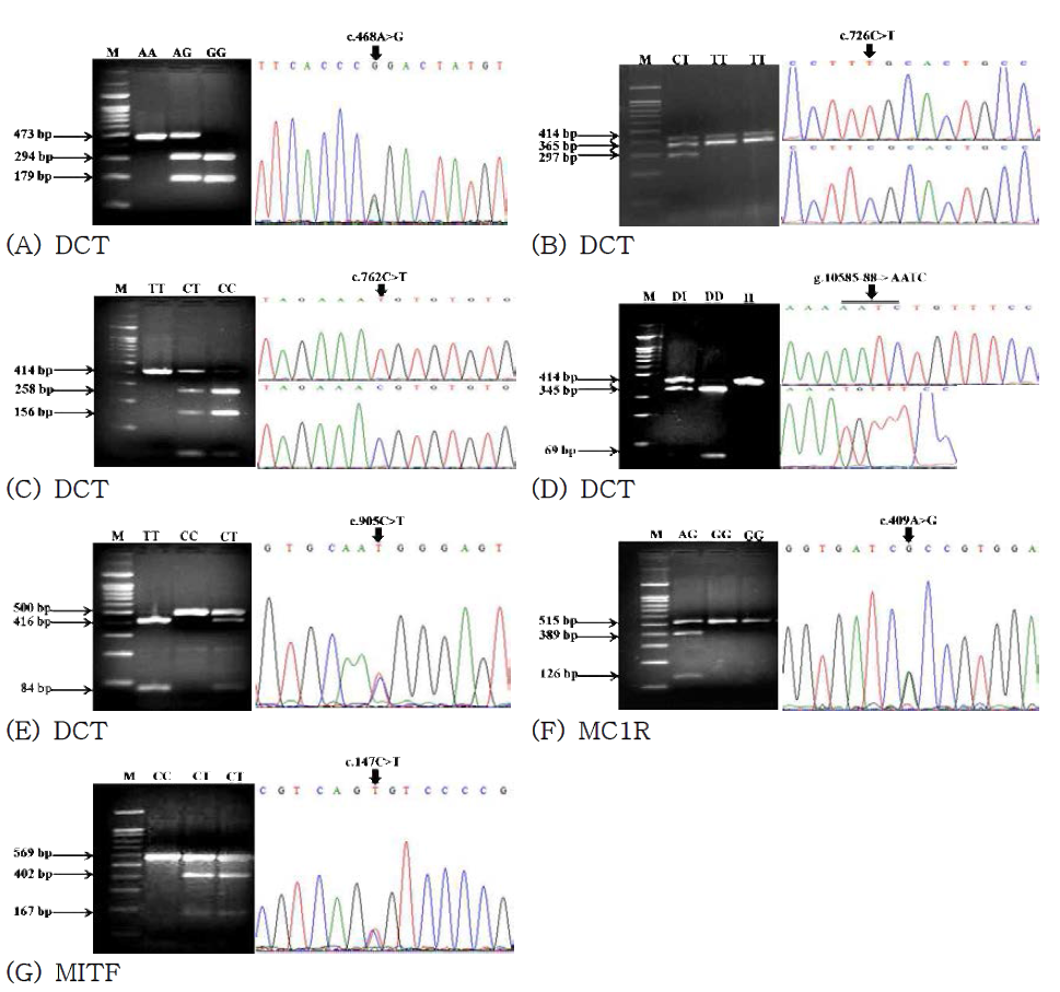 The identified polymorphisms and PCR-RFLP genotyping results of six exonic SNPs and one indel from three plumage color genes in DCT (A, B, C, D and E), MC1R (F) and MITF (G) gene.