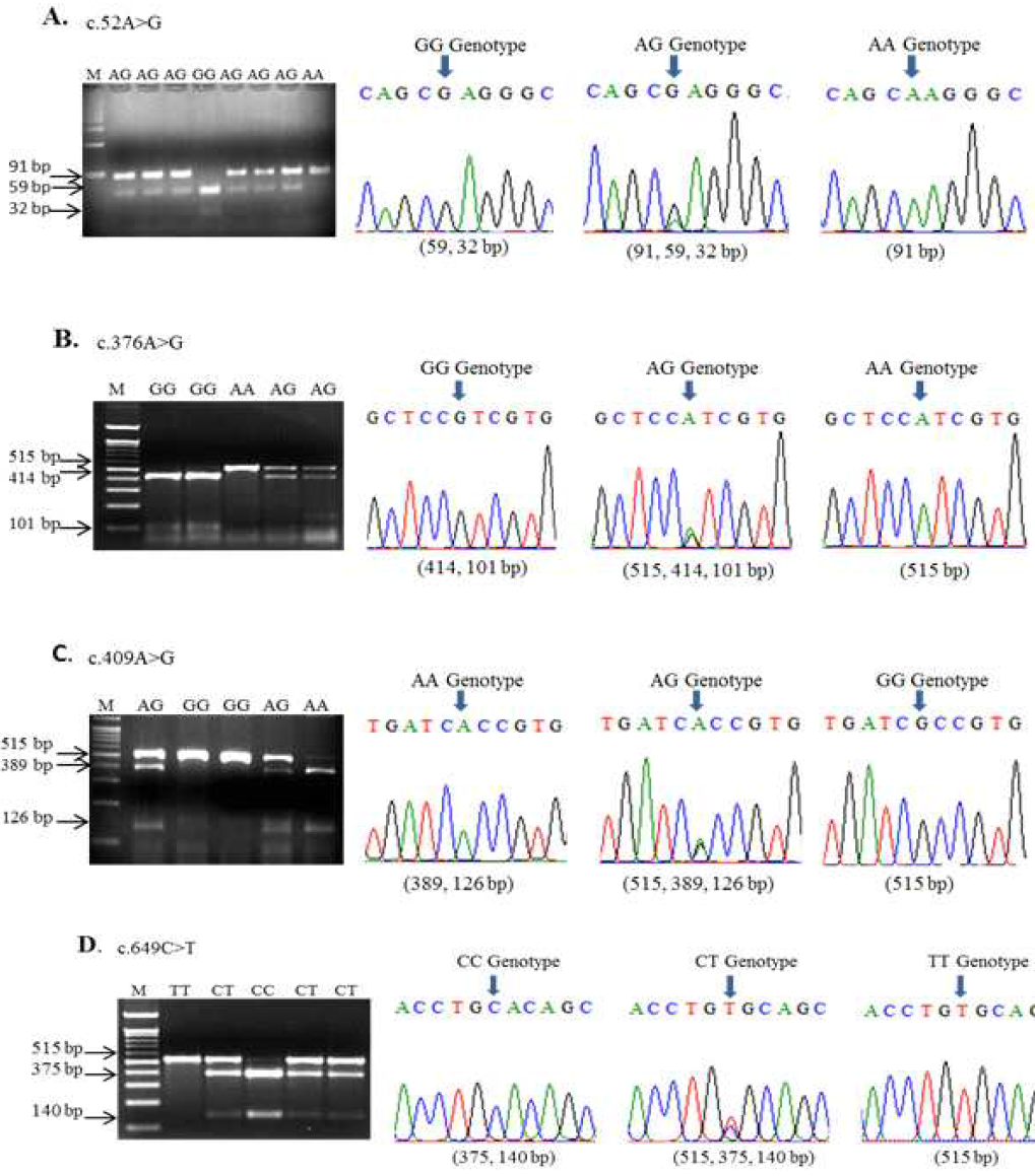 Identification of MC1R gene polymorphisms and conformation of PCR-RFLP genotyping among four (A, B, C and D) coding SNPs in the Korean ducks.