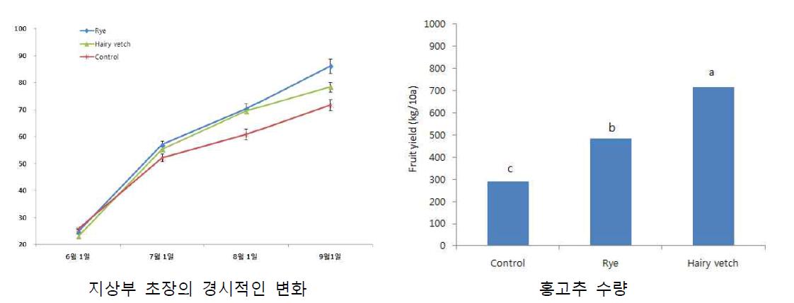 풋거름작물 환원에 따른 고추의 초장 및 홍고추 수량