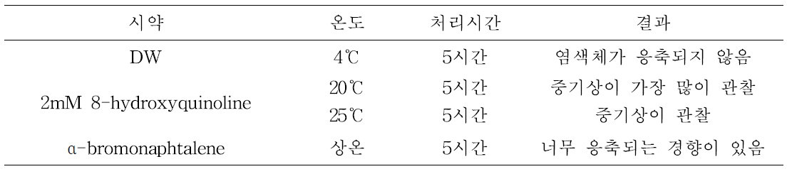 최적의 국화 염색체 슬라이드 제작을 위한 전처리 조건.