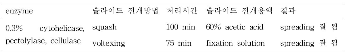 양파 최적의 염색체 슬라이드 전개방법.