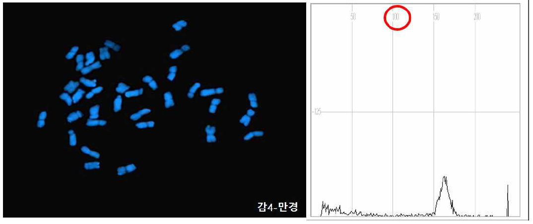 4배체 재배종 국화 ‘감4-만경’의 peak는 예상되는 200의 지점이 아닌 3배체의 peak 부분에 나타나(붉은색 원) 배수성이 높아질수록 정확도가 떨어지는 것을 관찰할 수 있다.