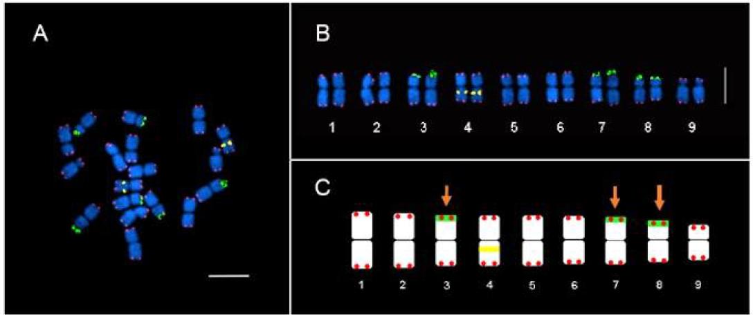 두 종류의 Ribosomal DNA(45S rDNA, green fluorescence; 5S rDNA, yellow fluorescence)와 Arabidopsis type-telemeric repeat(red fluorescence)을 이용한 산국의 정밀 핵형분석 결과.
