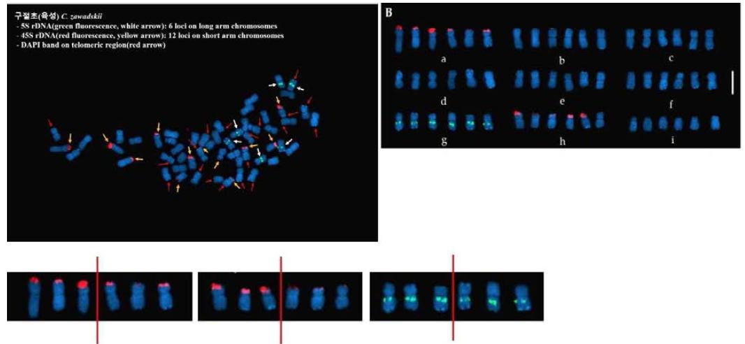 5S(green fluoresence)와 45S rDNA(red fluorescence)를 이용한 6배체 구절초의 FISH 핵형분석.