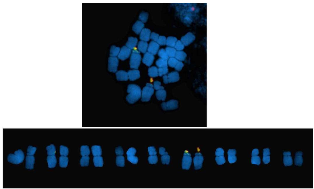 5S(green fluorescence)와 45S rDNA(red fluorescence)를 이용한 2배체 해국의 FISH 핵형분석.