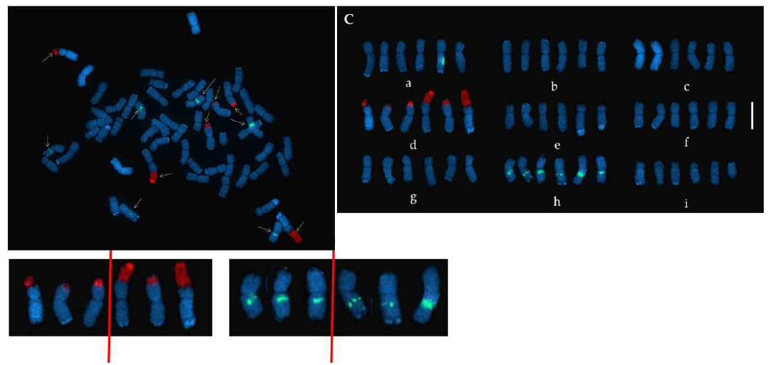 5S(green fluorescence)와 45S rDNA(red fluorescence)를 이용한 6배체 감국의 FISH 핵형분석.