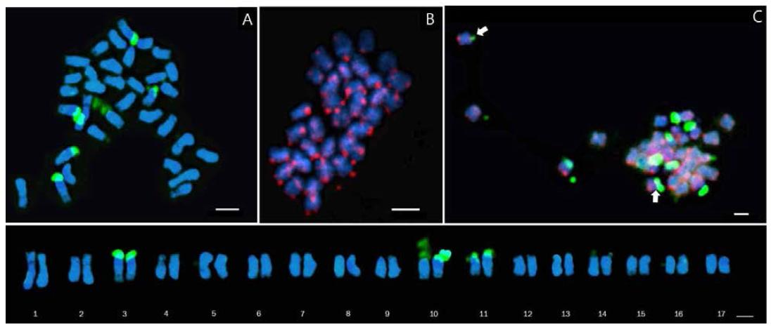 ‘원황’ 배의 45S rDNA와 telomeric tandem repeats을 이용한 FISH 핵형분석.