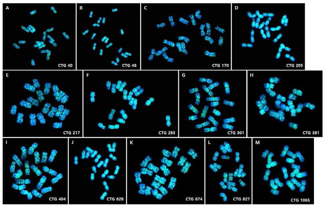 NGS 정보로부터 genome 내 다량으로 존재하는 major repeat을 분석하여 FISH 적용 결과.