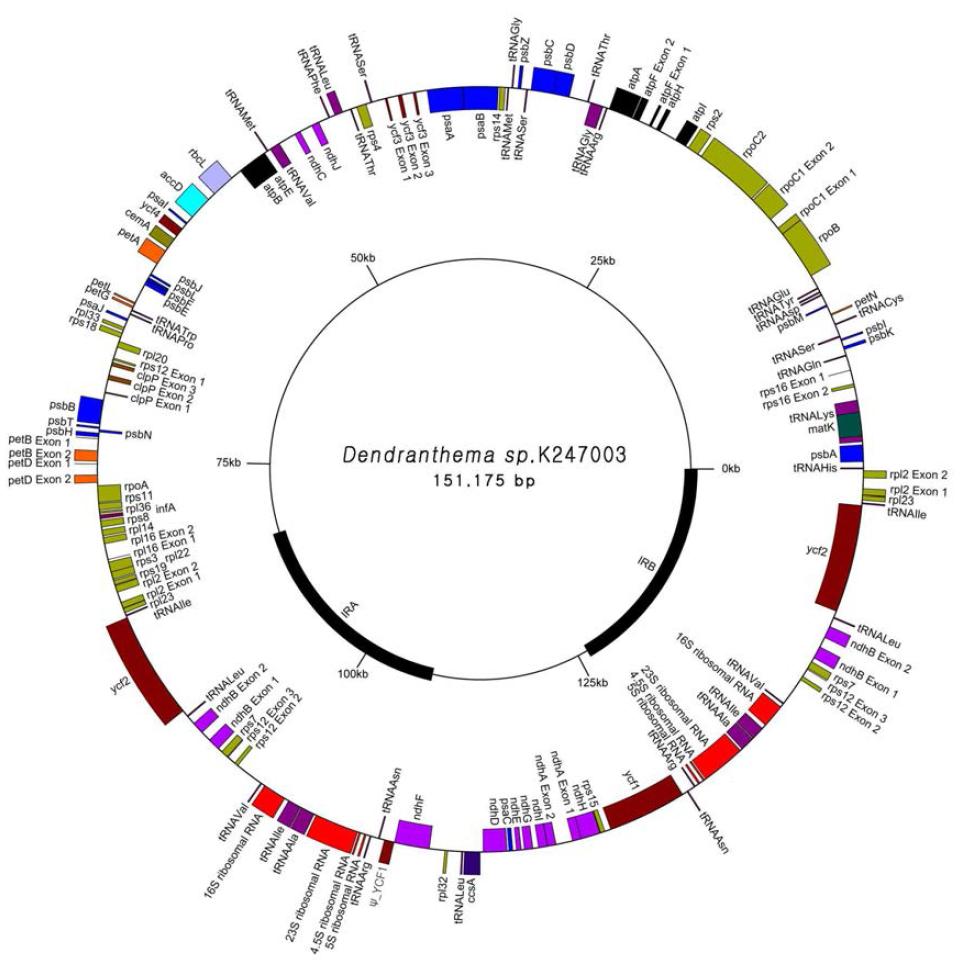 야생국화 K247003의 엽록체 유전체 유전자 지도.