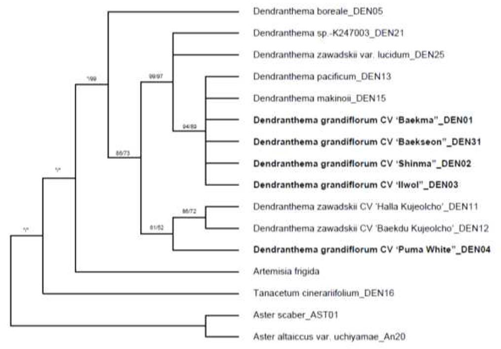 본 연구소에서 보유한 엽록체 유전자 7종류에 근거한 MP 계통도(Boostrap value/Jack Knife value). Boostrap 와 Jack Knife은 1,000 replication으로 하였다.