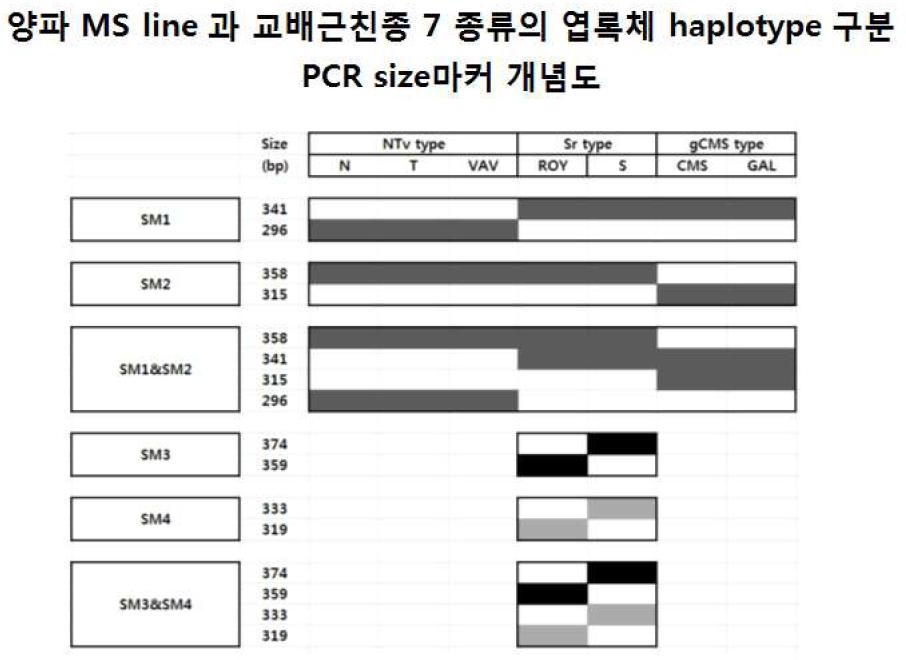 ‘양파 종내 또는 종간 구분을 위한 프라이머 세트 및 이의 용도’의 개념도.