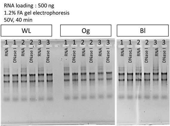 Extracted total RNA and purified RNA from each sample