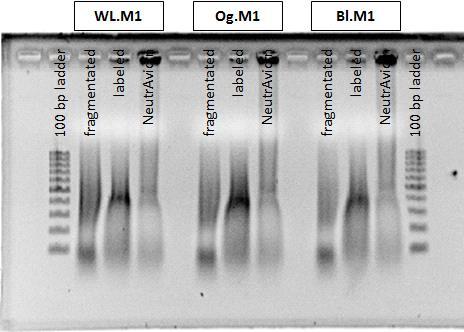 Aragerose electrophoresis of fragmented, labeled and NeutrAvidin treated ss-cDNA