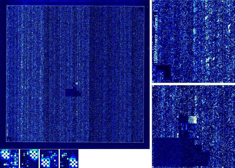 Scan image of Affymetrix® GeneChip® Chicken Gene 1.0 ST Array