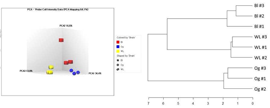 PCA analysis of total probe cell intensity data (left) and hierarchical clustering of 21 DEGs (right)