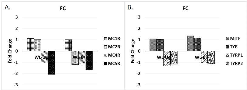 Gene expression of proteins for melanism signaling