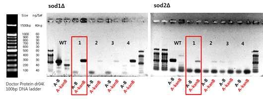 Genotyping data for sod1 & sod2 mutant strains
