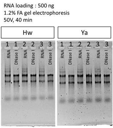 Extracted total RNA and purified RNA from each sample