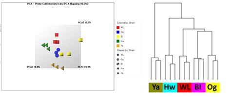 PCA analysis of total probe cell intensity data (left) and hierarchical clustering of 93 DEGs (right)